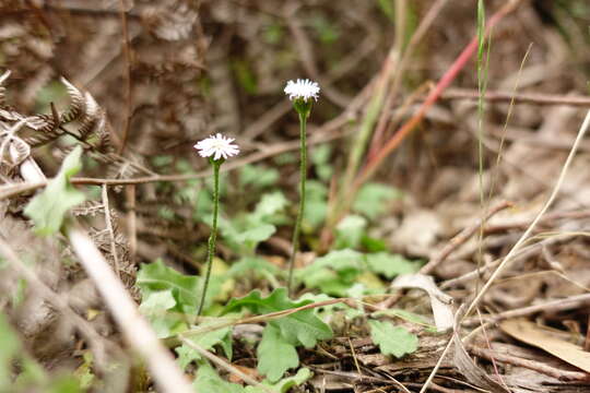 Image of Lagenophora stipitata (Labill.) Druce