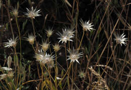 Image de Catananche lutea L.