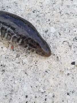 Image of Eastern Glass Lizard