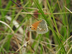 Image of Common Ringlet