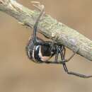 Image of Latrodectus apicalis Butler 1877