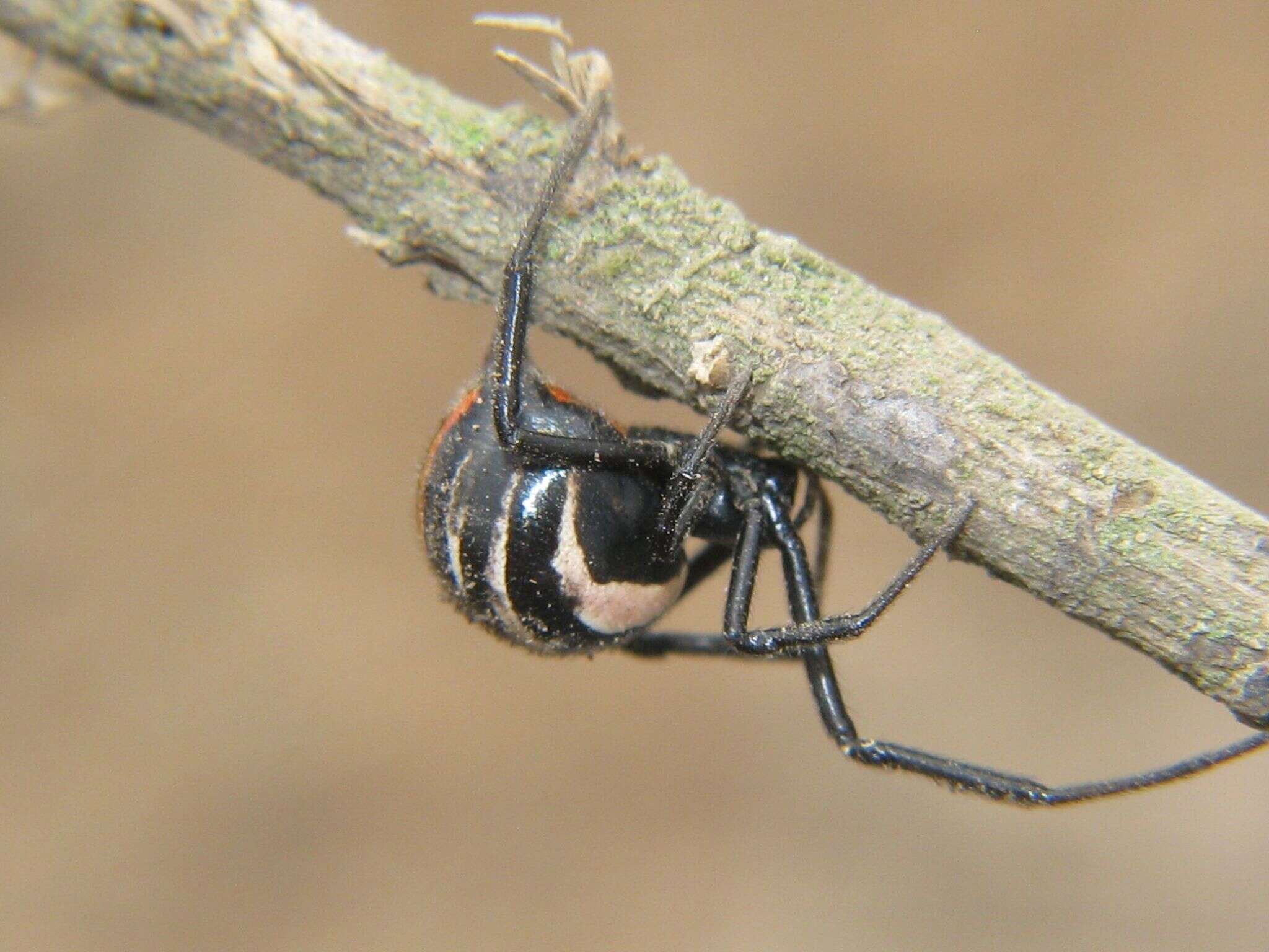 Latrodectus apicalis Butler 1877的圖片