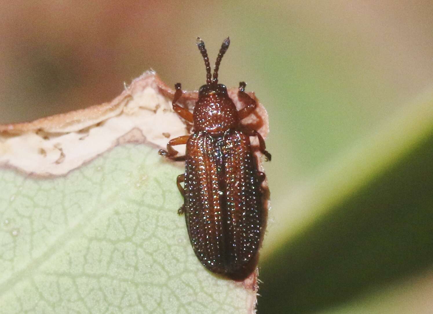 Glyphuroplata uniformis (Smith 1885)的圖片