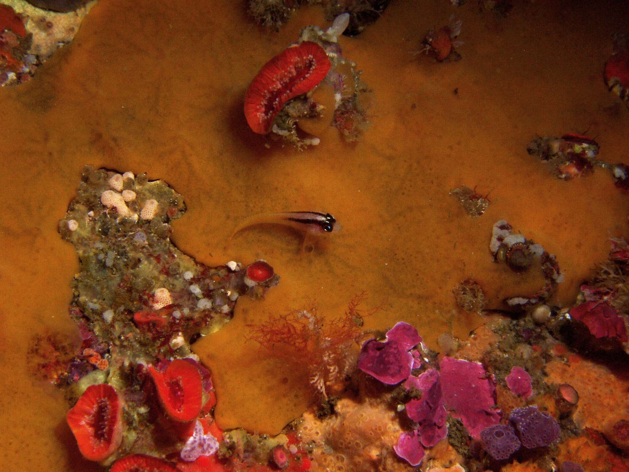 Image of Yellow-and-black Triplefin