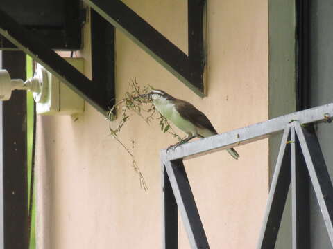 Image of Bicolored Wren