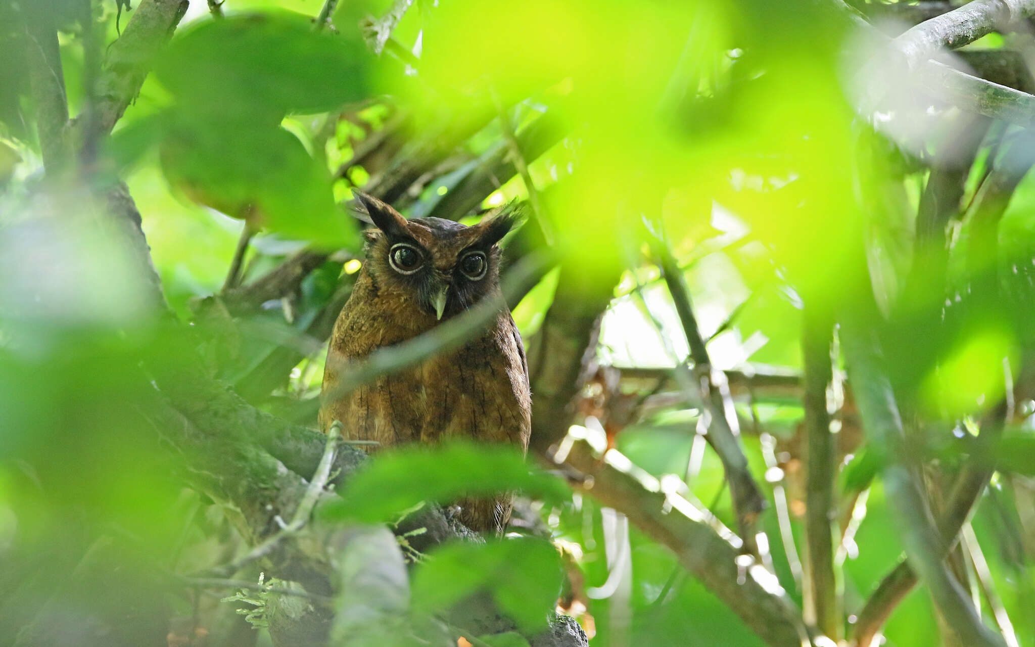 Image of Tawny-bellied Screech Owl