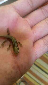 Image of Montane Speckled Skink