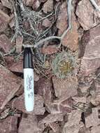 Image of Gymnocalycium gibbosum (Haw.) Pfeiff. ex Mittler