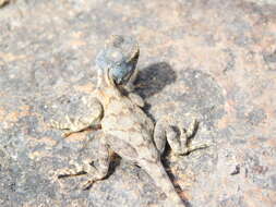 Image of Mozambique Agama