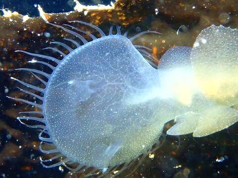 Image of Hooded sea slug