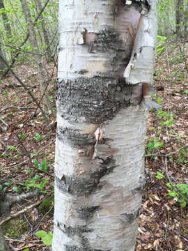 Image of Betula papyrifera Marshall