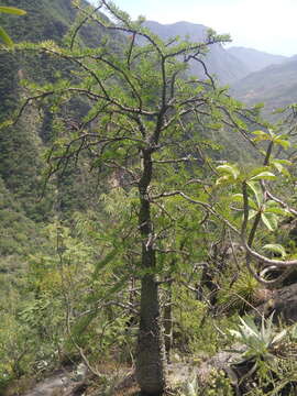 Imagem de Fouquieria purpusii T. S. Brandegee