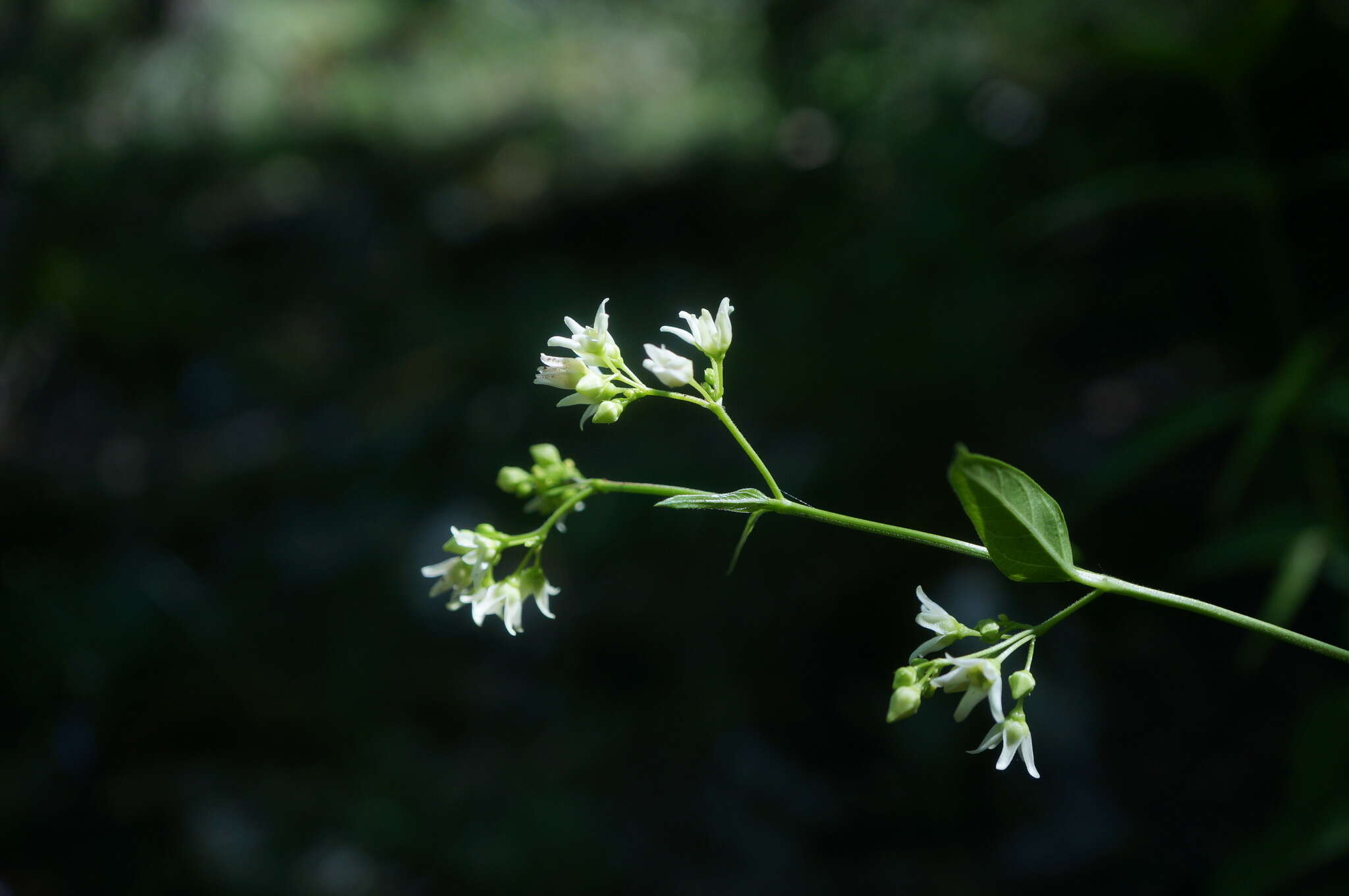 Image de Vincetoxicum jailicola Juz.