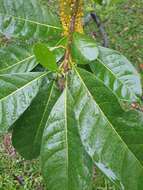 Image of Lophanthera lactescens Ducke