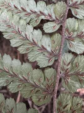 Image of Athyrium leiopodum (Hayata) Tag.