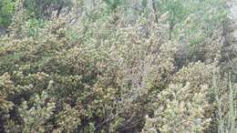 Image of Cliffortia ruscifolia L.