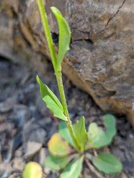 Image of Columbia Gorge rockcress