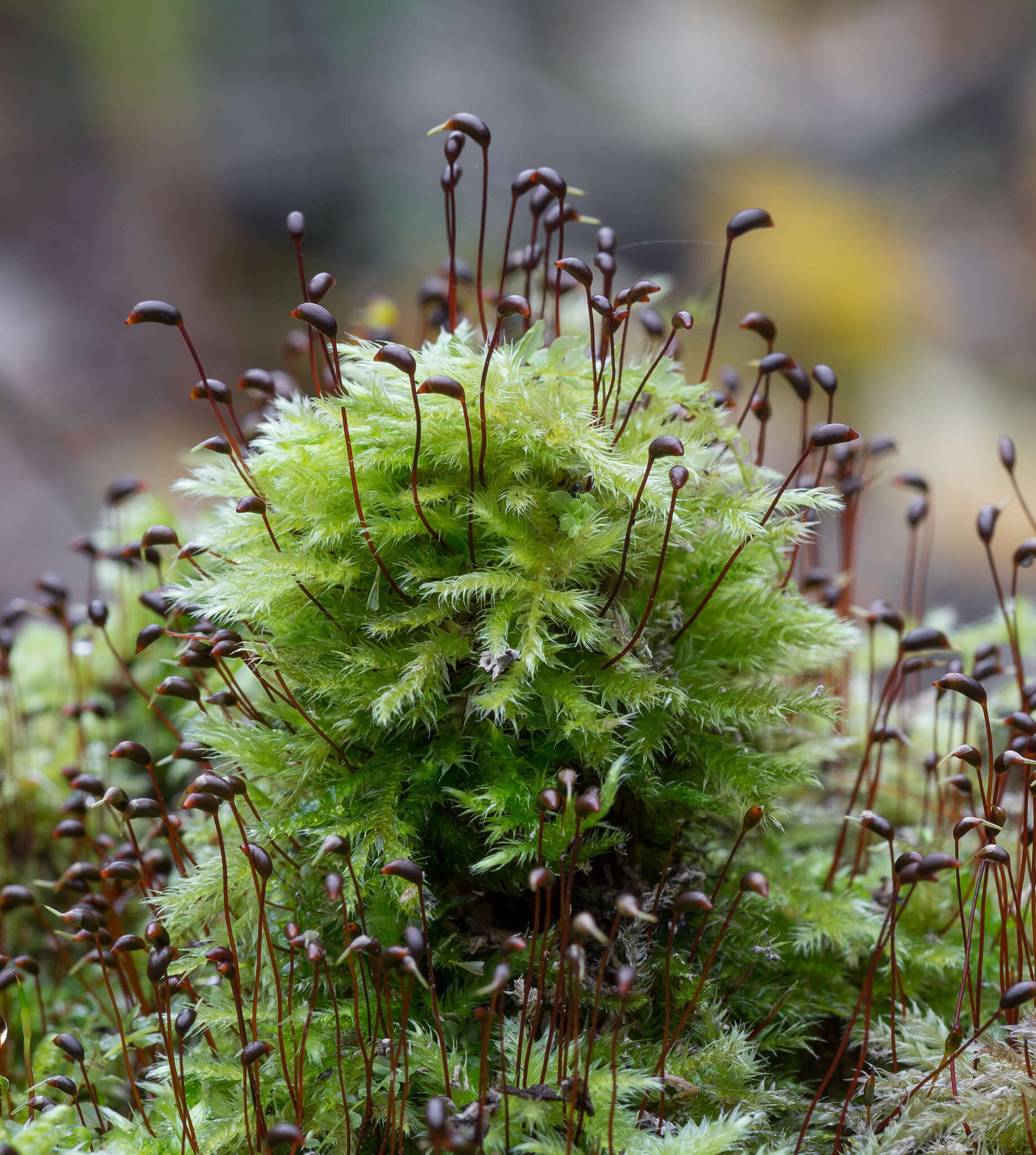 صورة Brachythecium salebrosum W. P. Schimper ex B. S. G. 1853