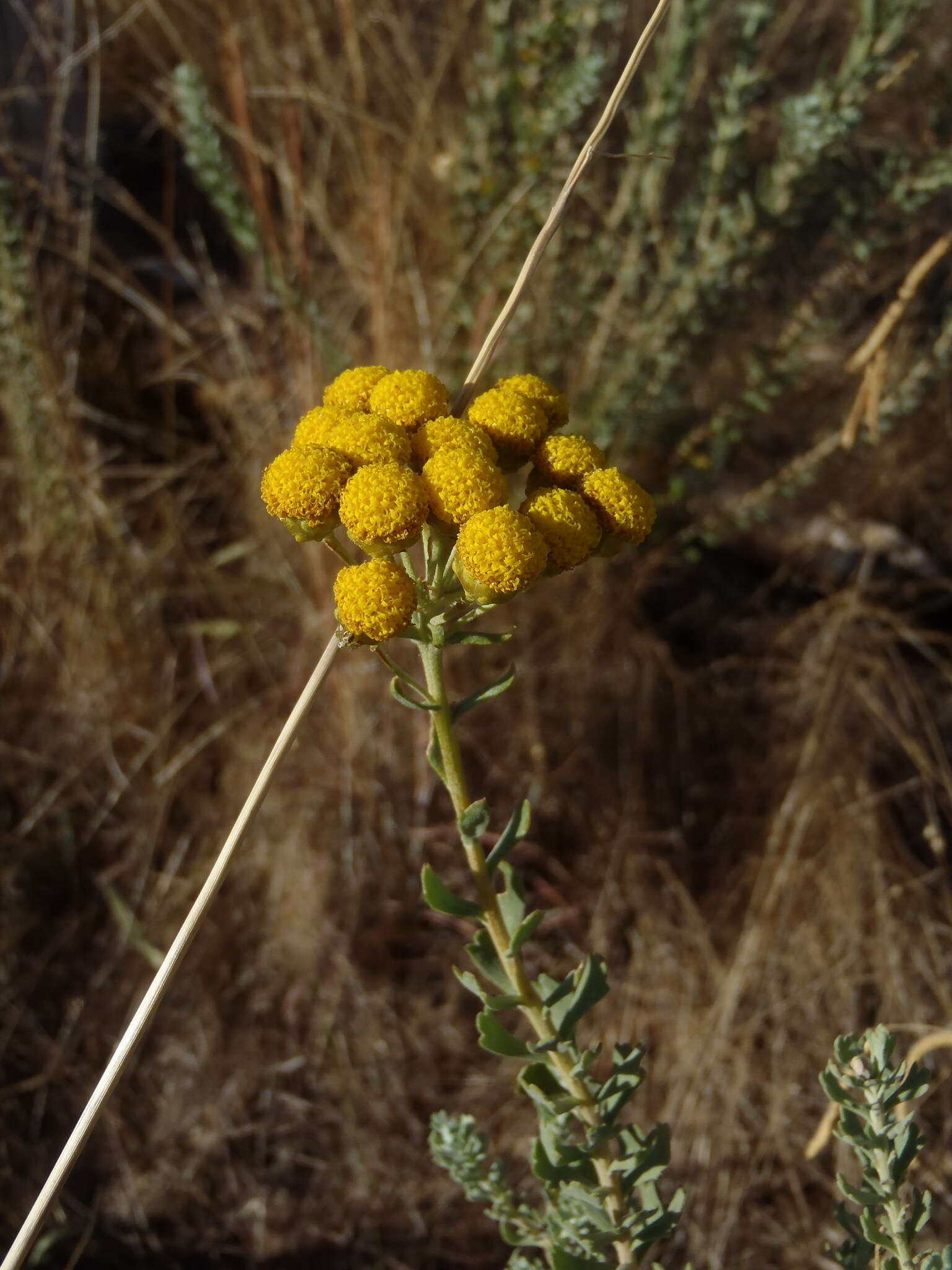 Image of Athanasia trifurcata (L.) L.