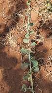 Image of Lactuca aculeata Boiss. & Kotschy ex Boiss.