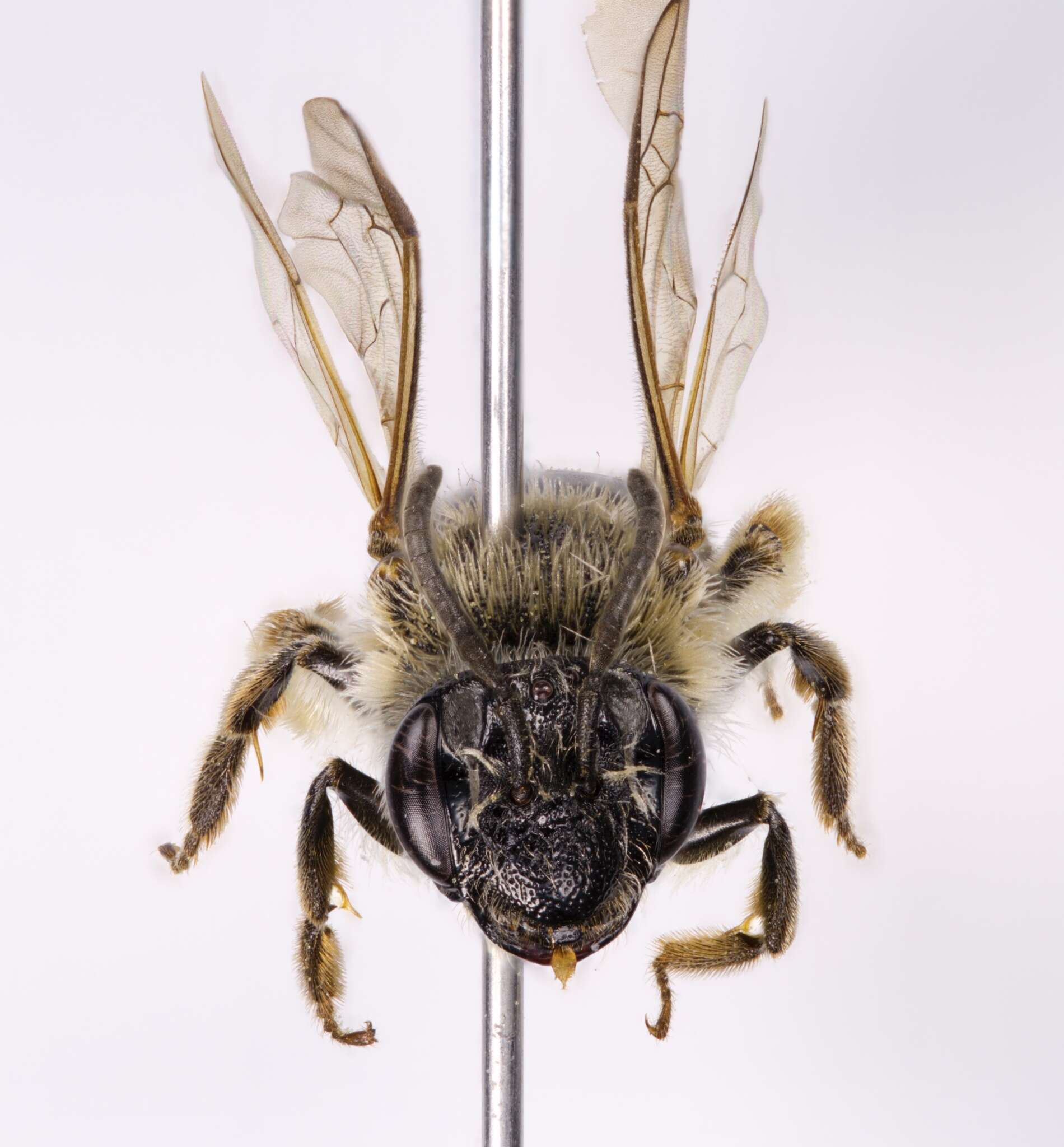 Image of Rugose Andrena
