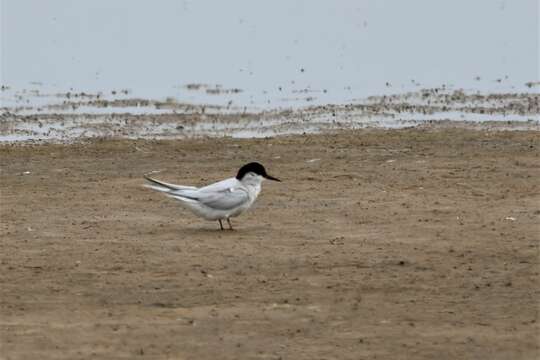 Image of Damara Tern