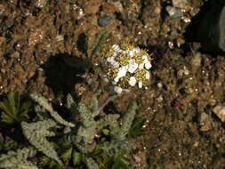 Imagem de Achillea nana L.