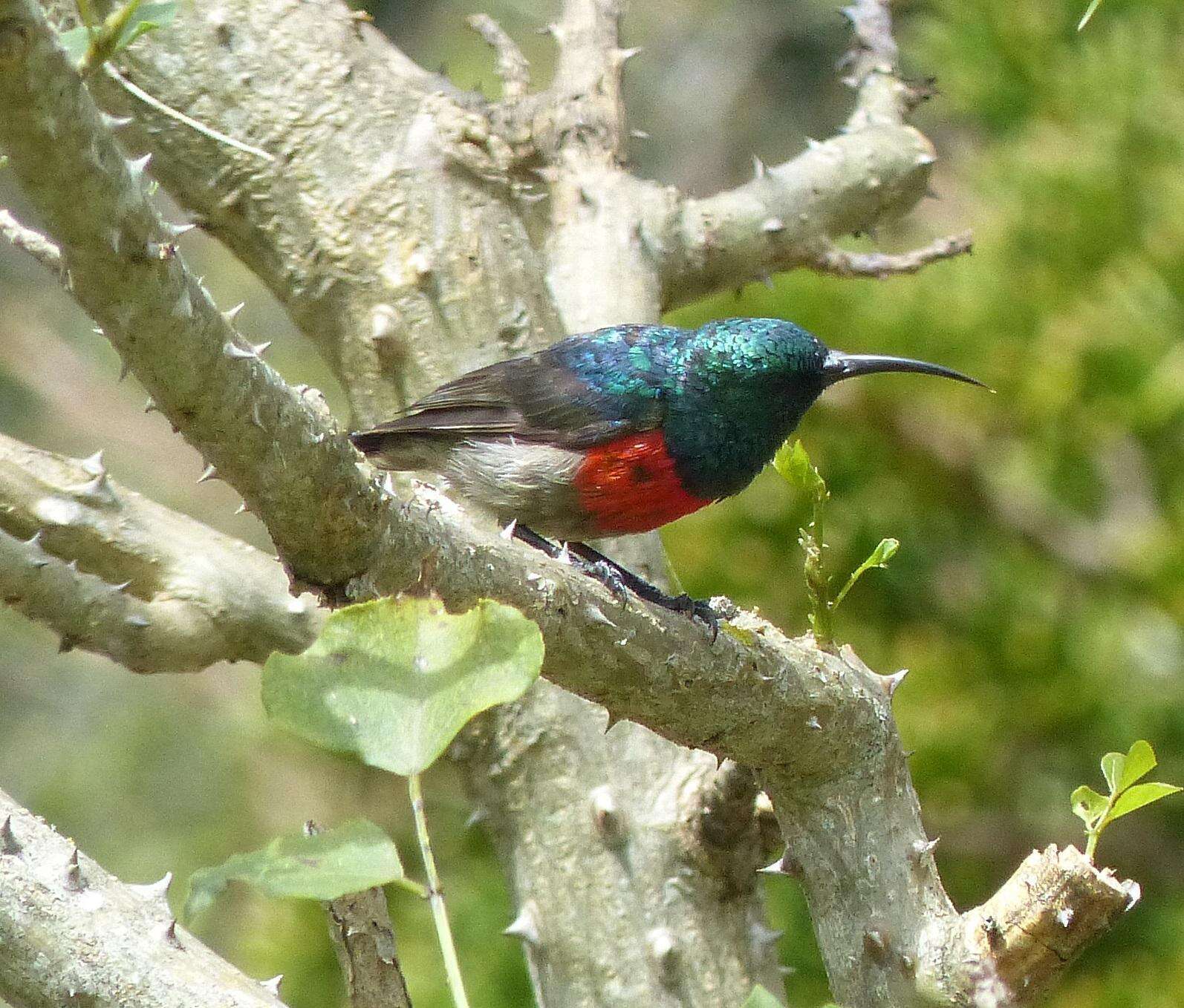 Image of Greater Double-collared Sunbird