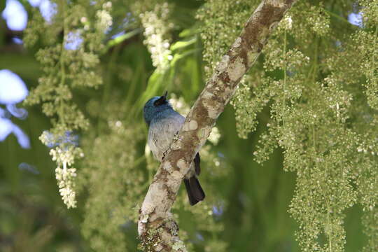 Image de Eumyias indigo indigo (Horsfield 1821)