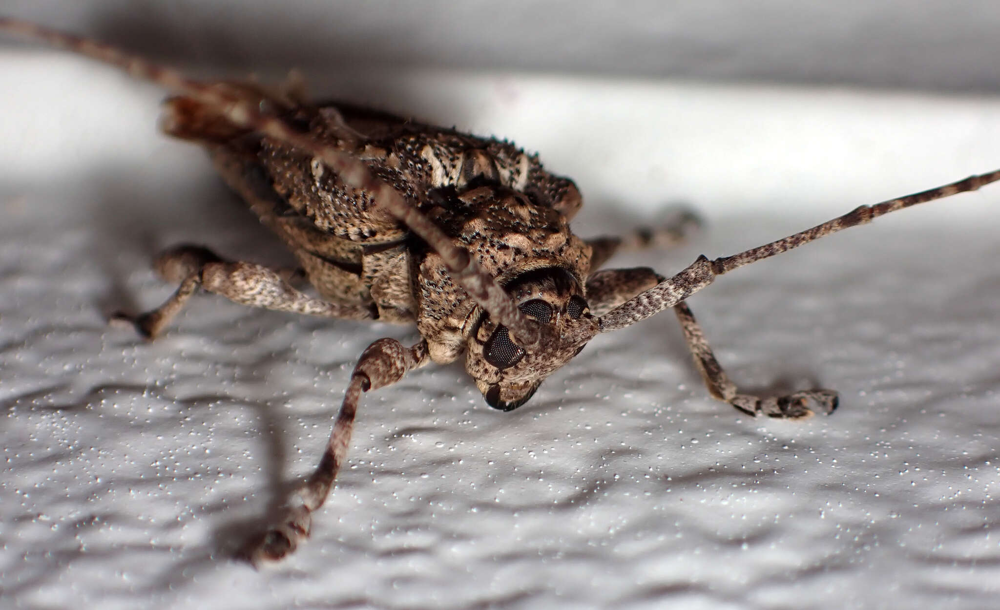 Image of Plumeria borer