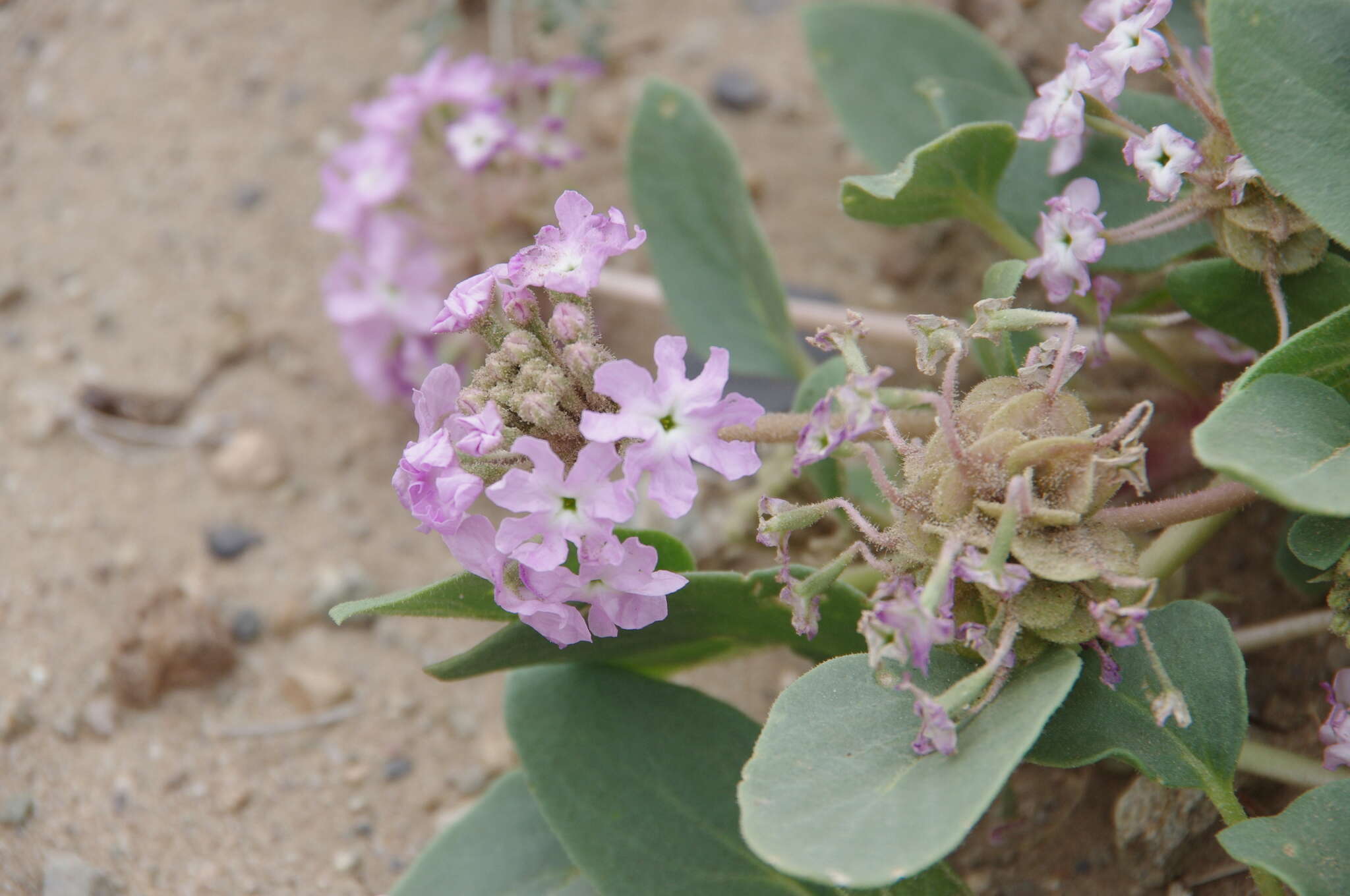 Image of Lassen sandverbena