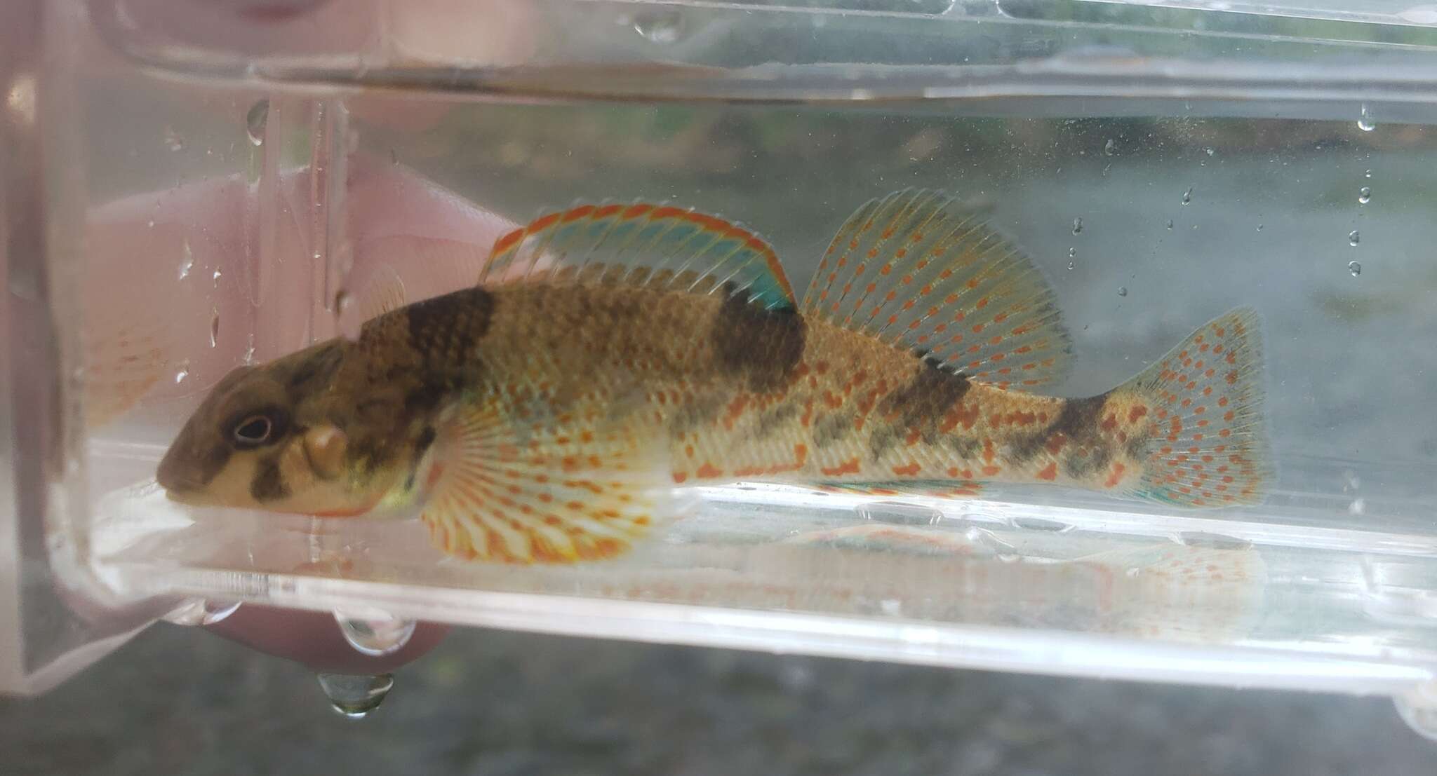 Слика од Etheostoma erythrozonum Switzer & Wood 2009