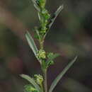 Image of Ceropegia schizoglossoides (Schltr.) Bruyns