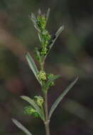 Image of Ceropegia schizoglossoides (Schltr.) Bruyns