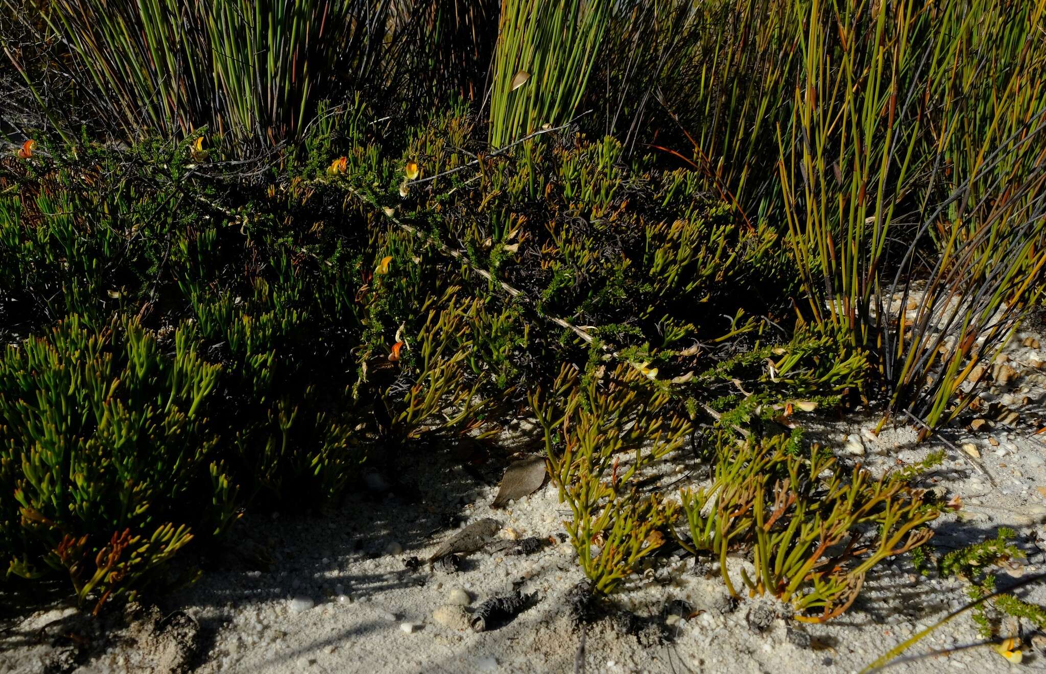 Imagem de Aspalathus aurantiaca R. Dahlgren