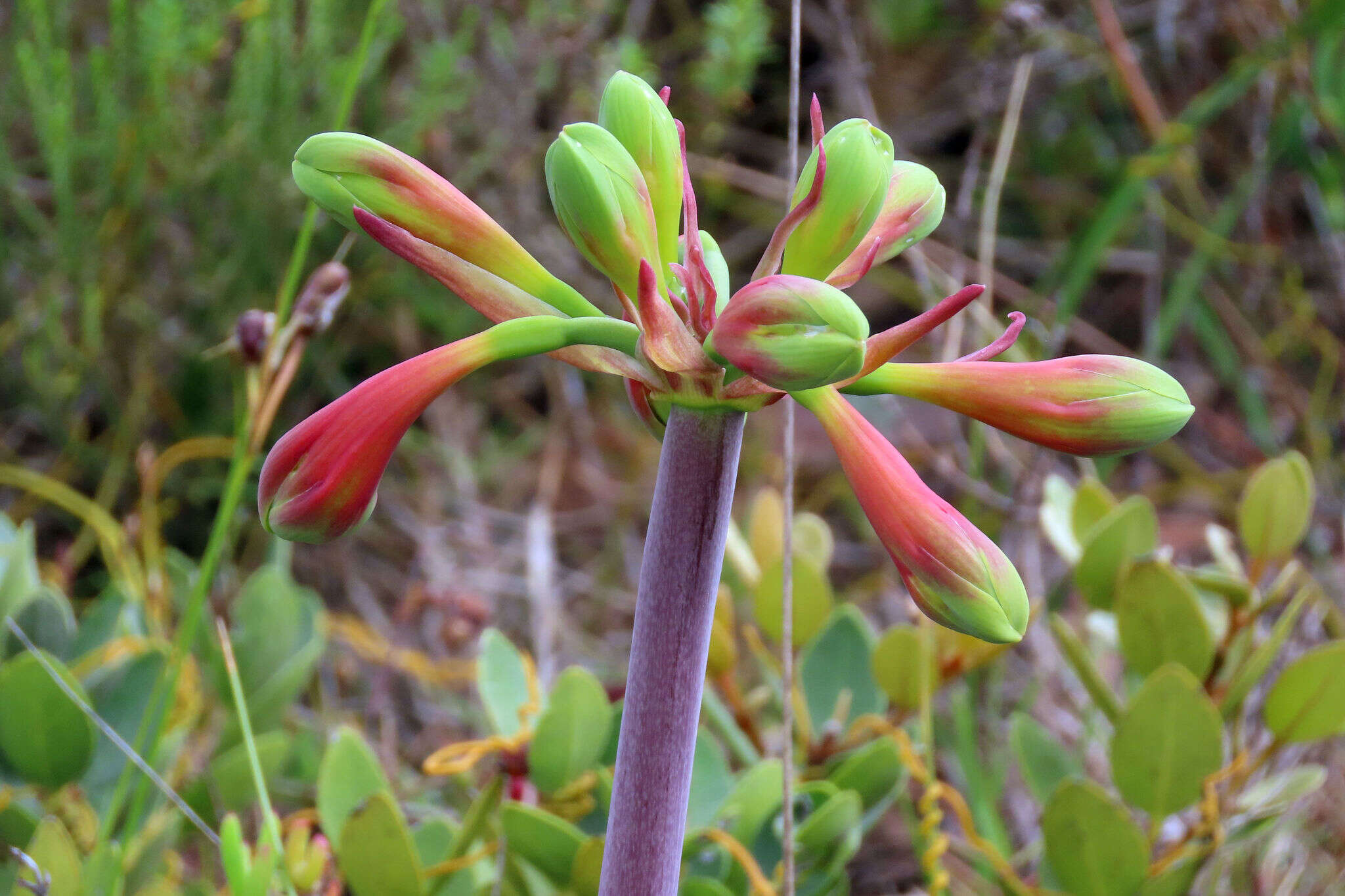 Image of Cyrtanthus obliquus (L. fil.) Aiton