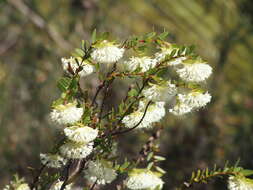 Image of Pimelea lehmanniana Meissn.