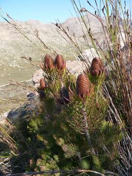 Imagem de Leucadendron comosum subsp. comosum