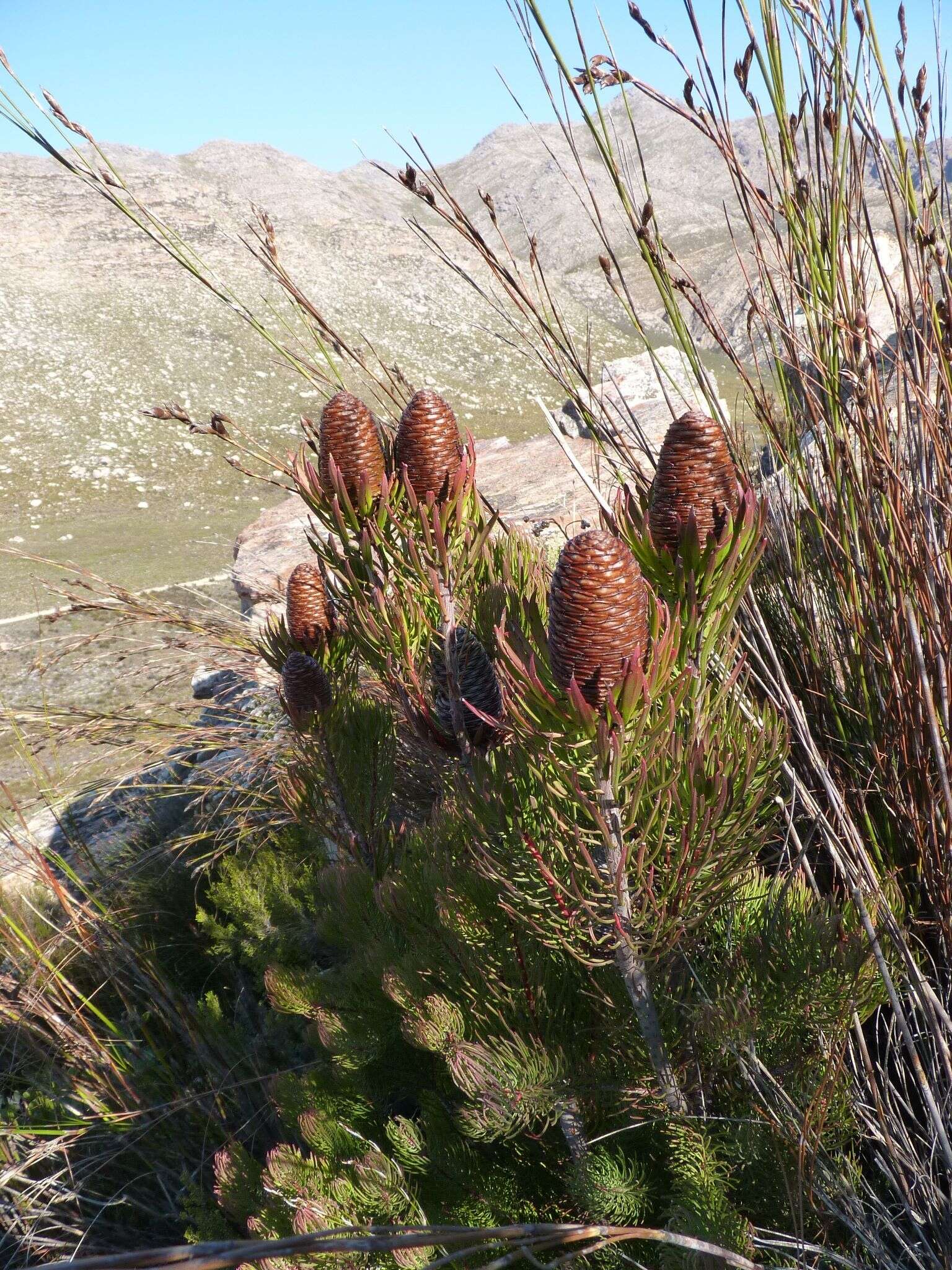 Plancia ëd Leucadendron comosum subsp. comosum