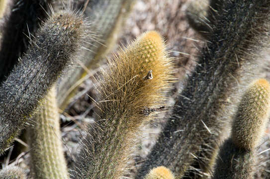 Image of Cleistocactus varispinus F. Ritter