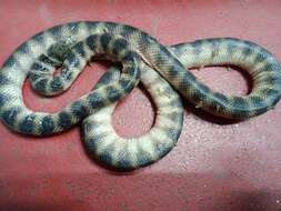 Hydrophis cyanocinctus Daudin 1803 resmi