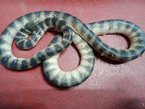 Image of Annulated Sea Snake