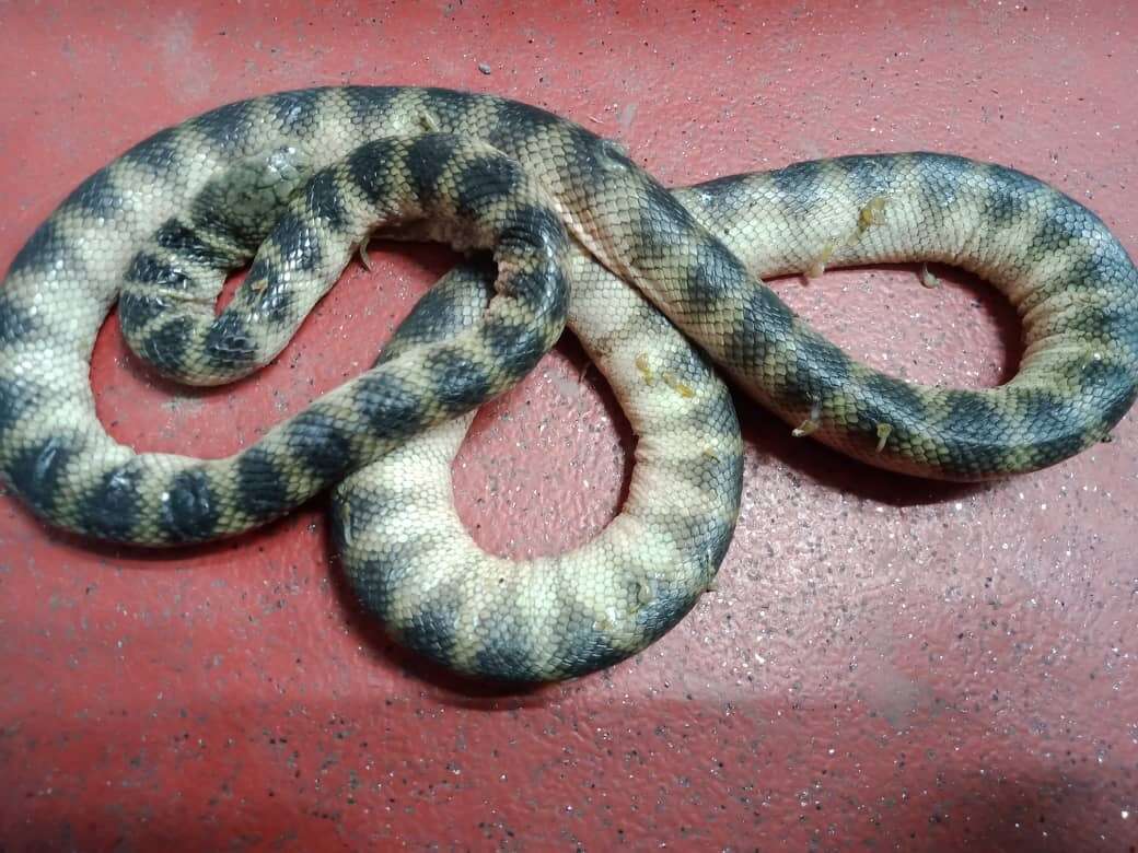 Hydrophis cyanocinctus Daudin 1803 resmi