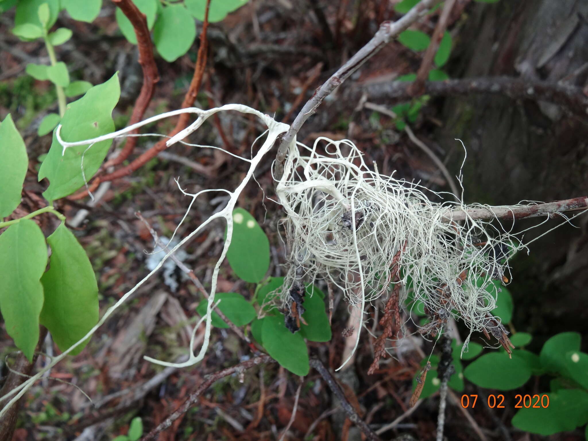 Image of witch's hair lichen