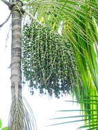 Image of Assai palm