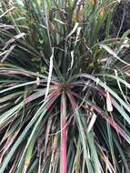 Image of Fascicularia bicolor subsp. bicolor