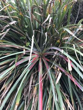 Fascicularia bicolor subsp. bicolor的圖片