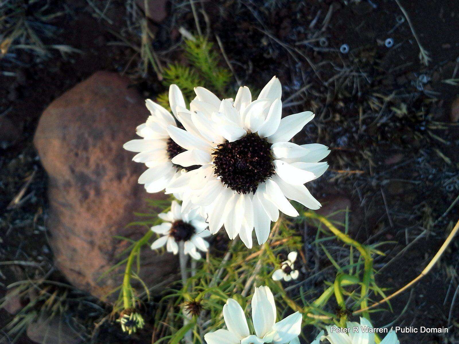 Image of Wild ox-eye daisy