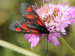 Image of <i>Zygaena romeo</i>