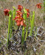 Image of pitcherplant